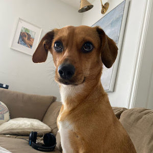 Meet your Posher, Anna